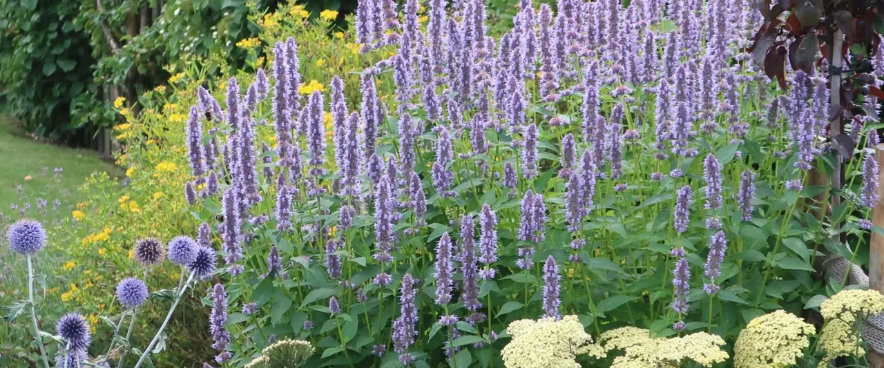 Et frodigt havebed med lilla spir, kugletidsler og lyse blomster