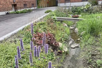 En beplantet regnvandsrende med sten, græsser og blomstrende stauder.
