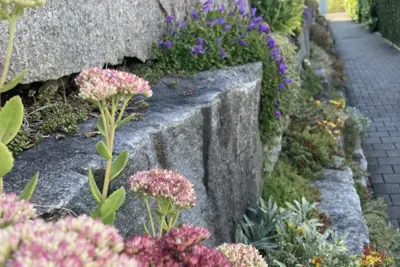 Blomster og stenbedsplanter mellem store granitsten