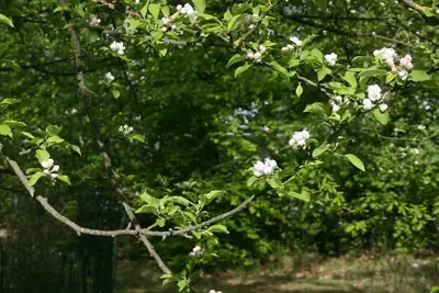Blomstrende grene og grønne blade i sollys.