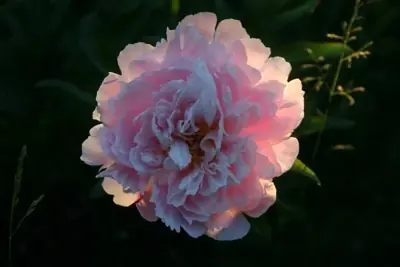 En rosa blomst i sollys mod en grøn baggrund.